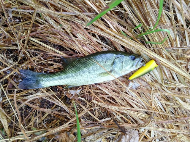 IMG_20180726_061342078_HDR