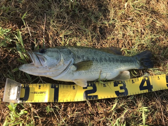 琵琶湖おかっぱり釣果‼