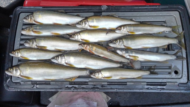 長瀬太郎生川で大きな鮎釣れました！！