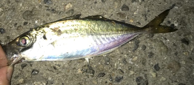 !cid_164b0f32491f75a9e631