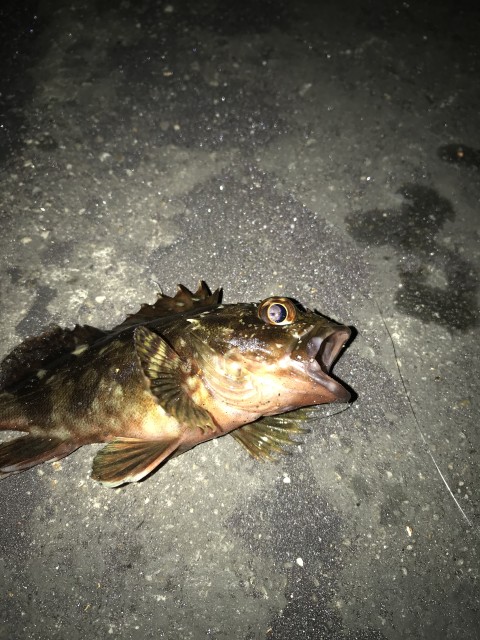 image1 (4) - コピー