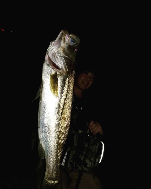 名港シーバス釣果情報！！