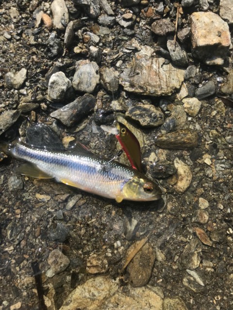 c6c533f9-ff23-4fd0-bcc4-1f7072aa5a62