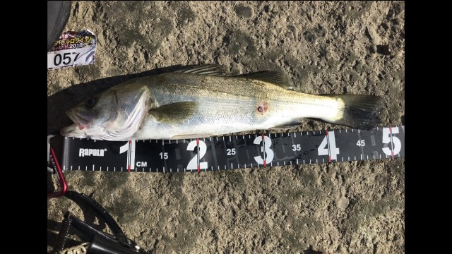 ed54f408-3613-4885-b254-73bb5077ca18