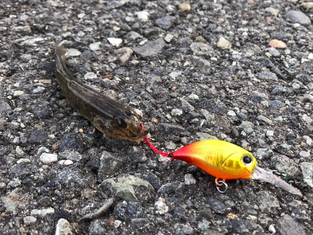 ハゼクラ１１１