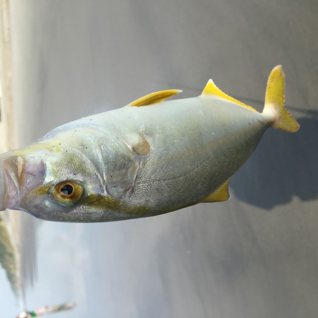 ライトサーフショゴ