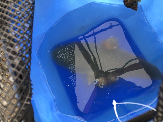 香良洲漁港いろいろ釣れてます！