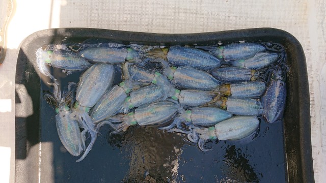 ティップラン♪