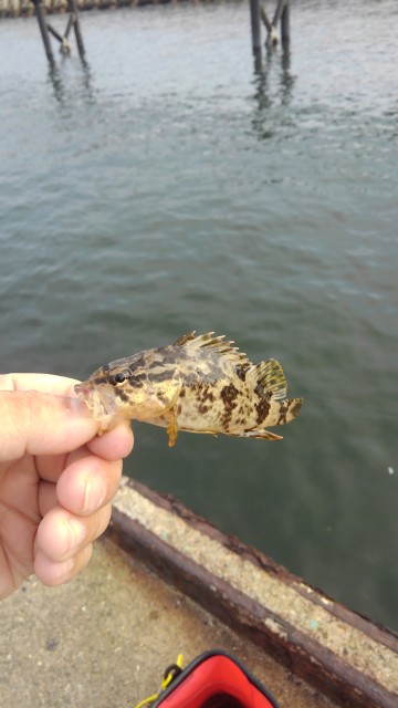 ルアーロッドで手軽にちょい投げ釣り！