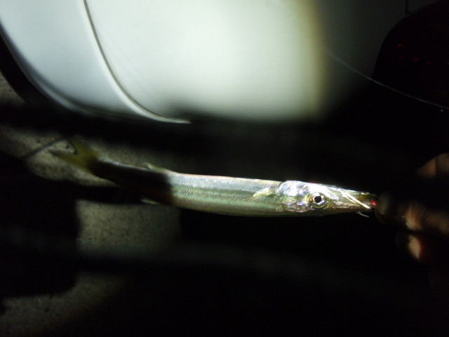 もはや秋！一年で一番魚が釣りやすい？季節です♪