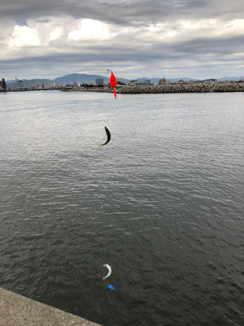 サビキ釣りで「 サバ 」が絶好釣です！