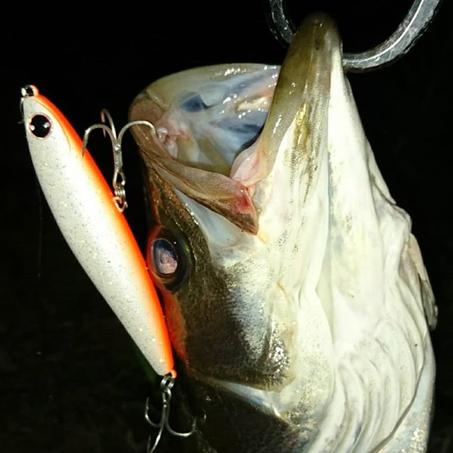 40052650_580163602399278_6490207487522573371_n