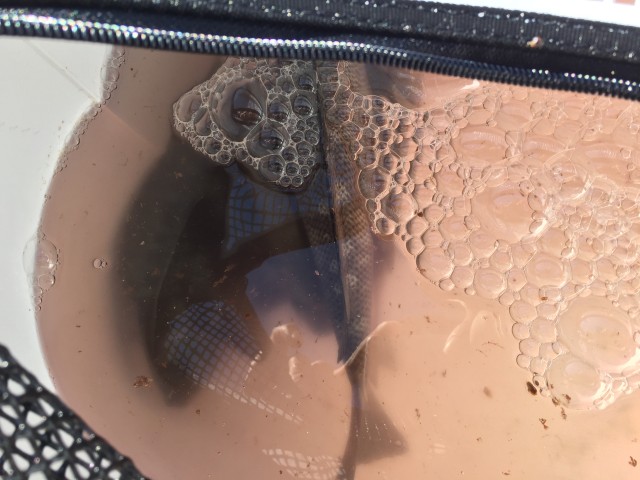 日本鋼管に釣場調査に行ってきました！