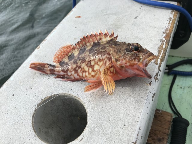 師崎船タチウオで爆釣!!