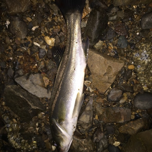 シーバス40ｃｍ10.1