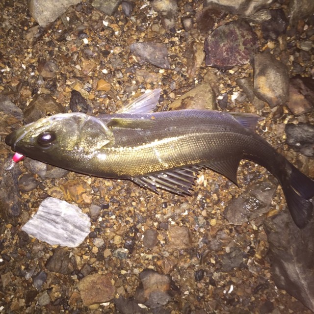 シーバス50ｃｍ10.1