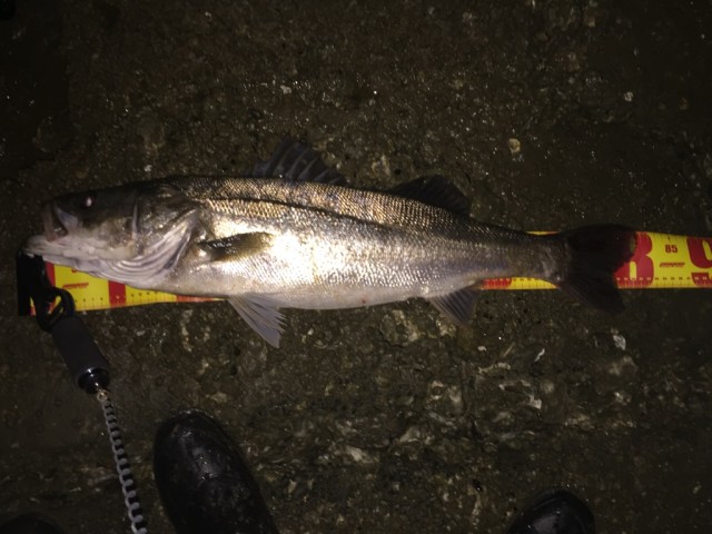 ８０ﾒｼﾞｬｰ