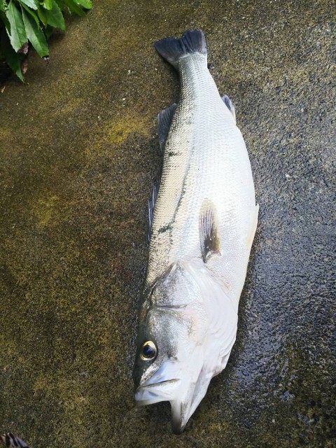 006 1104シーバス70貼り出し