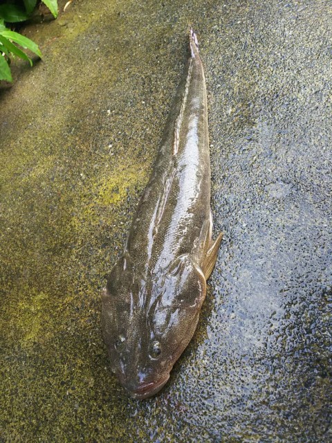 006 1104マゴチ55ｃｍ貼り出し