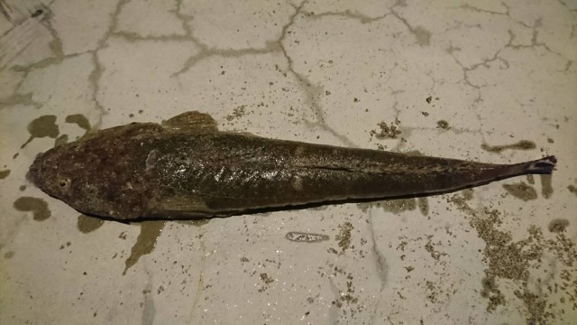 018 1119マゴチ42㎝店用