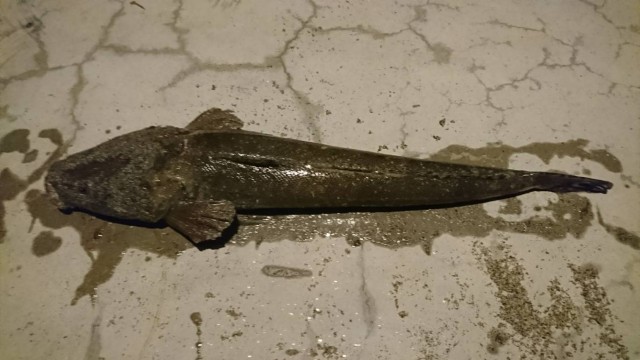 018 1119マゴチ４０㎝店用