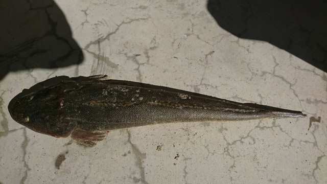 018 1120マゴチメジャーなし