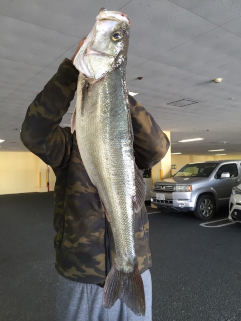 11.24大川シーバス