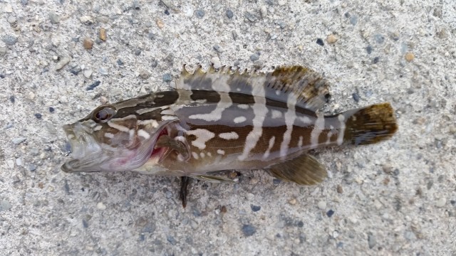 ライトゲームで楽しい休日を過ごしましたよ♪