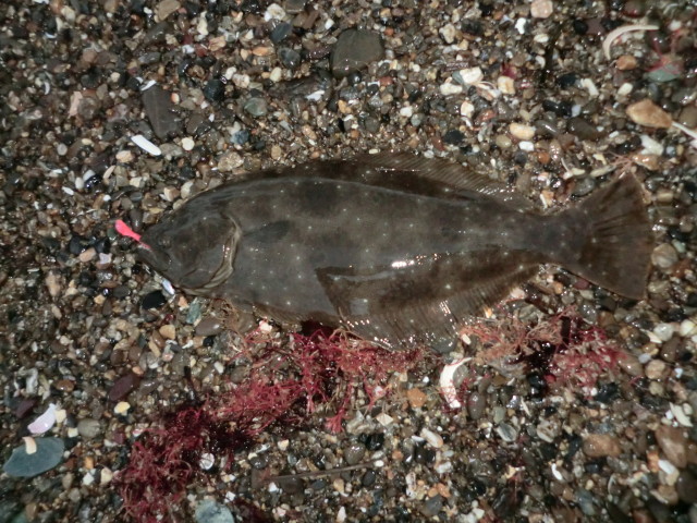 最近の夜遊び報告