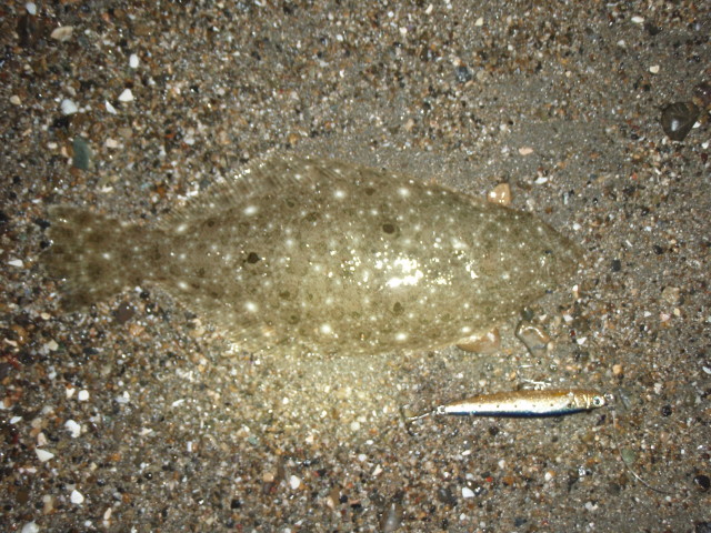 津でも釣れてるなら伊勢にもいるはず！ヒラメ探し♪