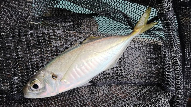 d81b465e-6575-49bf-8be7-775aa38a2e28