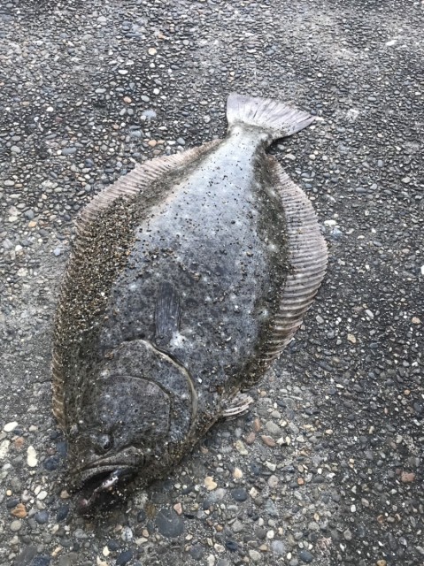 055 1214 ヒラメ65㎝2