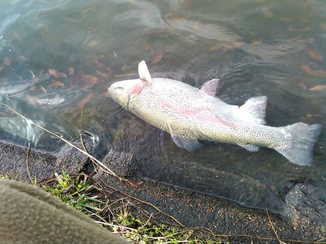 47576985_1141433029348149_8610725502182752256_n