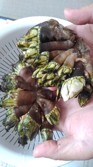 石倉渡船のレンタルボートに乗って！番外編！