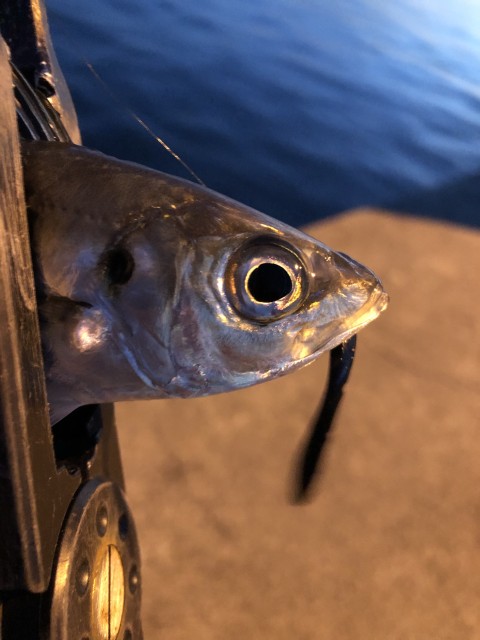 !cid_16791b16104d65d4a5a1