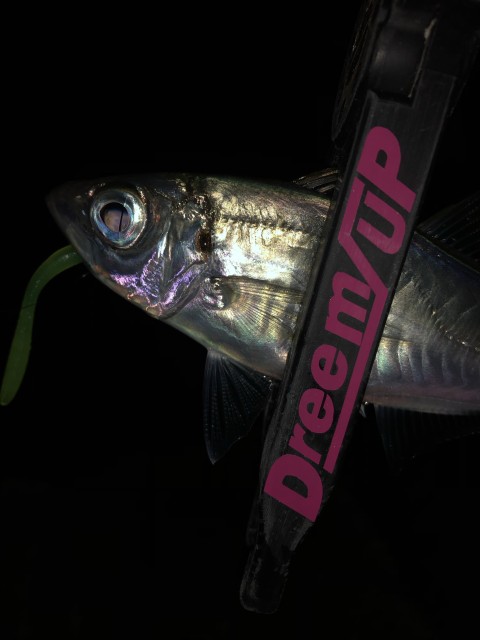 マッカム＆グリリンでアジ大爆釣！！