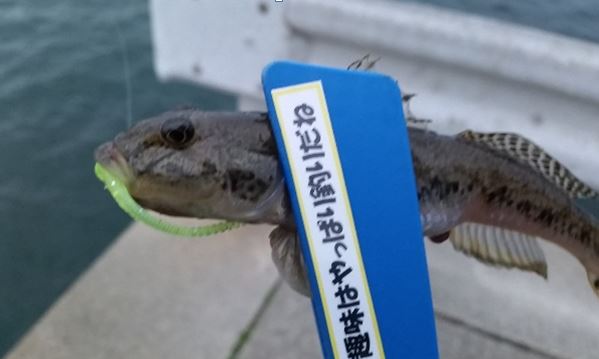 釣り納め！松阪近郊の港で根魚ゲームで遊んできました