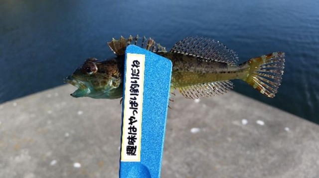 夕マズメのメバルゲームを楽しむ♪