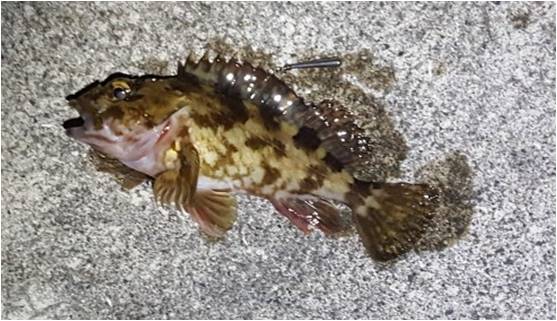 2019.1.13根魚フラット2