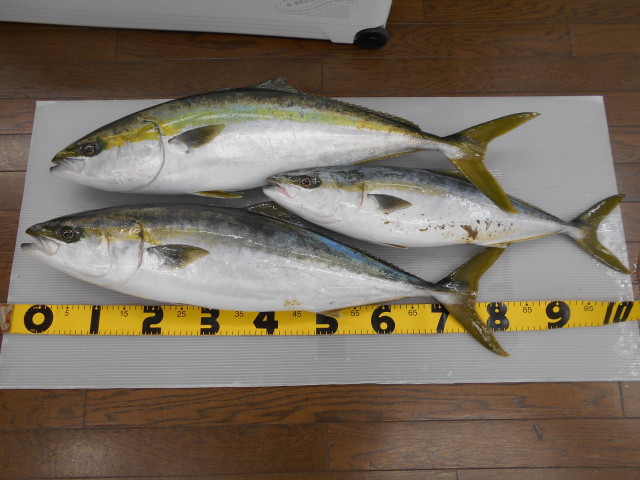 鳥羽沖ブリ再燃中！！