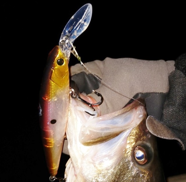 IMG_20190122_182925076