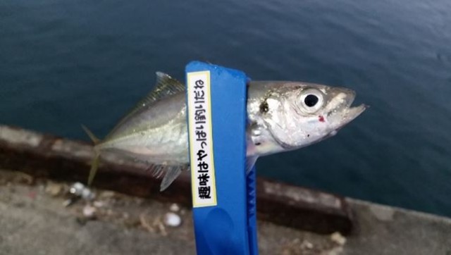 夕マズメのアジングに行ってきました♪