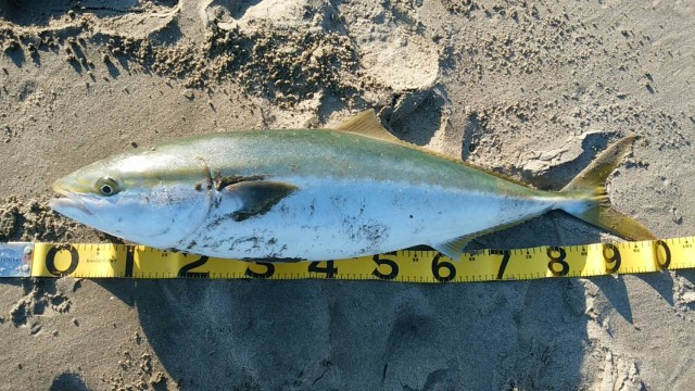 まめ様ビットブイ