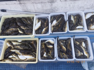 旬のフグ釣り好調です