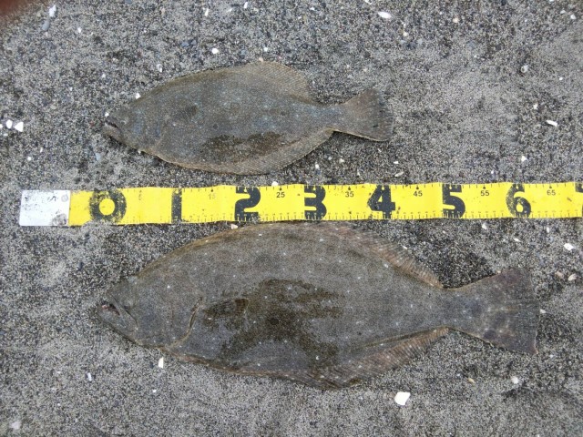 焼津エントリーカード14-7