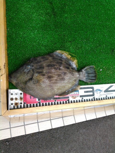 お客様釣果情報です!!