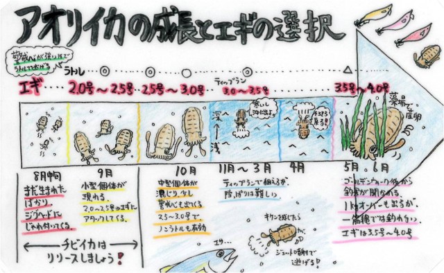 エギの選択とイカの成長