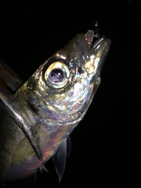 南紀エリアでアジ＆メバル狙い！！