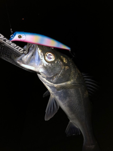 バチ抜けシーズンに最強説？！ ＆商品入荷のご案内