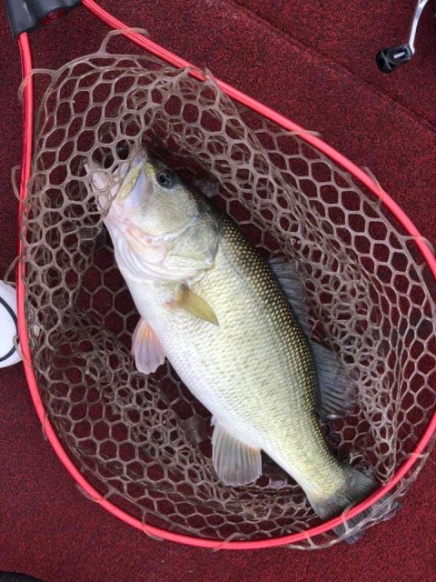 54403648_2075775542513833_2540411922235260928_n